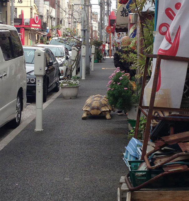 tortoise tortuga Cultura Inquieta5