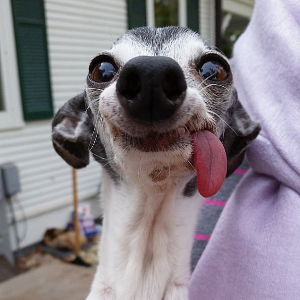Zappa perro lengua dog1