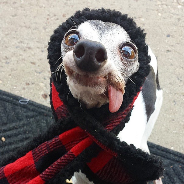 Zappa perro lengua dog10