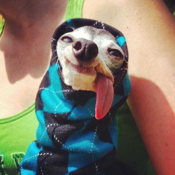 Zappa perro lengua dog2