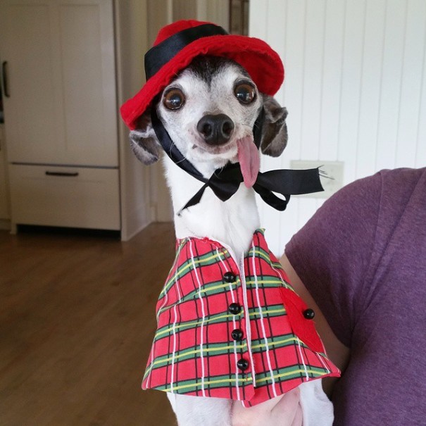 Zappa perro lengua dog3