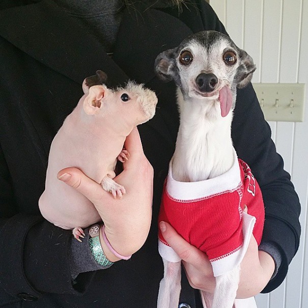 Zappa perro lengua dog4