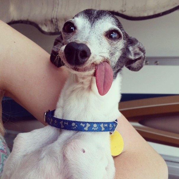 Zappa perro lengua dog5