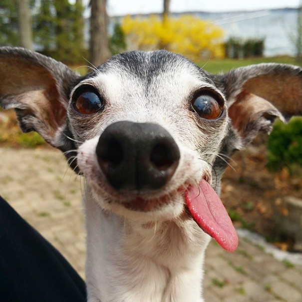 Zappa perro lengua dog6