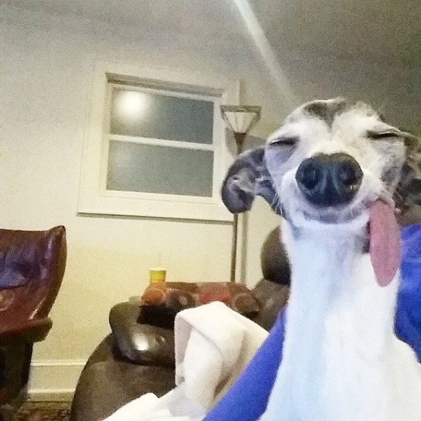 Zappa perro lengua dog8