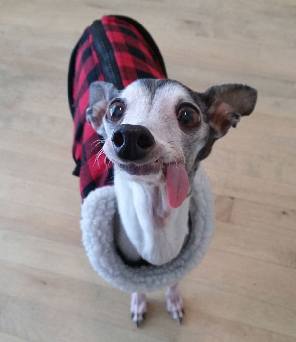Zappa perro lengua dog9