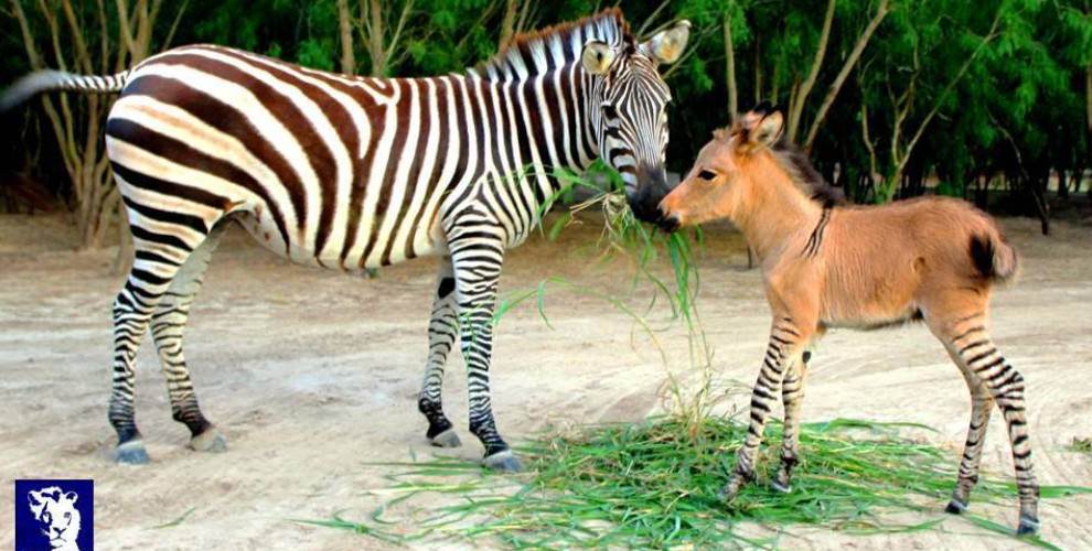 Zonkey cebra burro