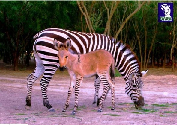 Zonkey cebra burro1