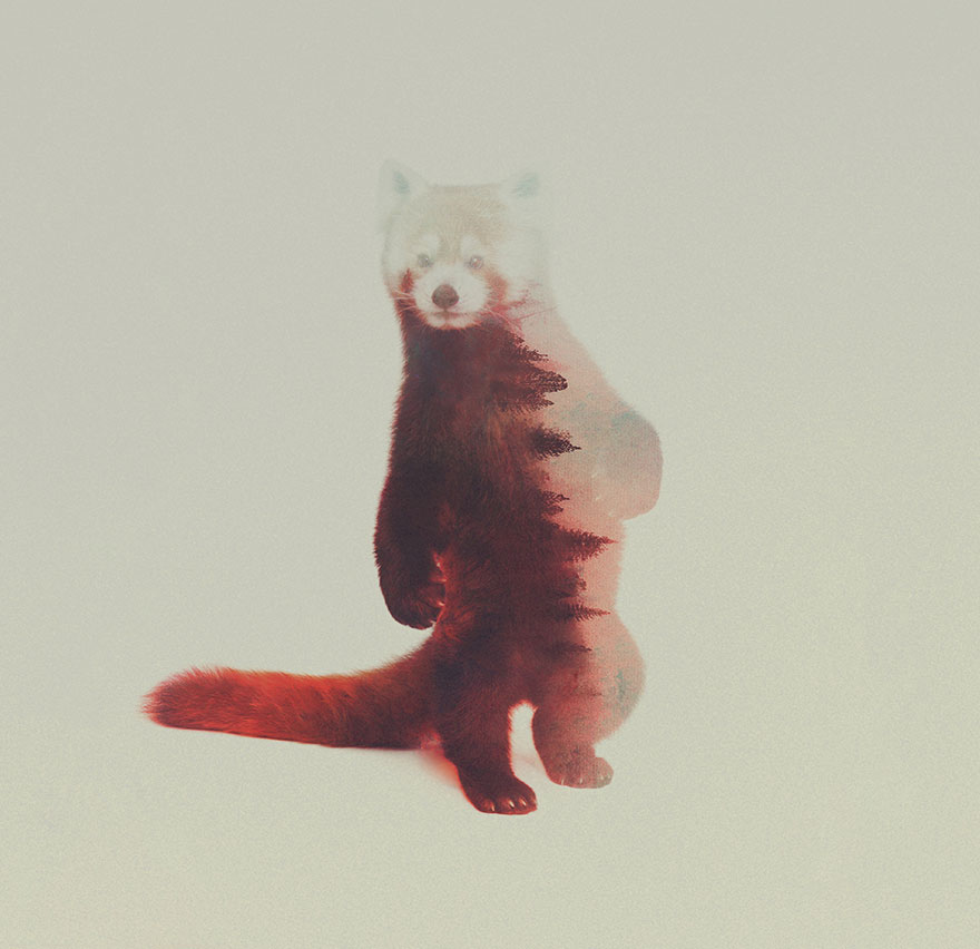 double-exposure-animal-photography-Andreas Lie doble exposicion15