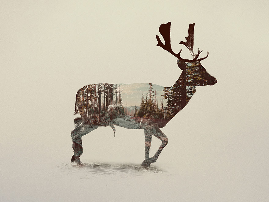 double-exposure-animal-photography-Andreas Lie doble exposicion16