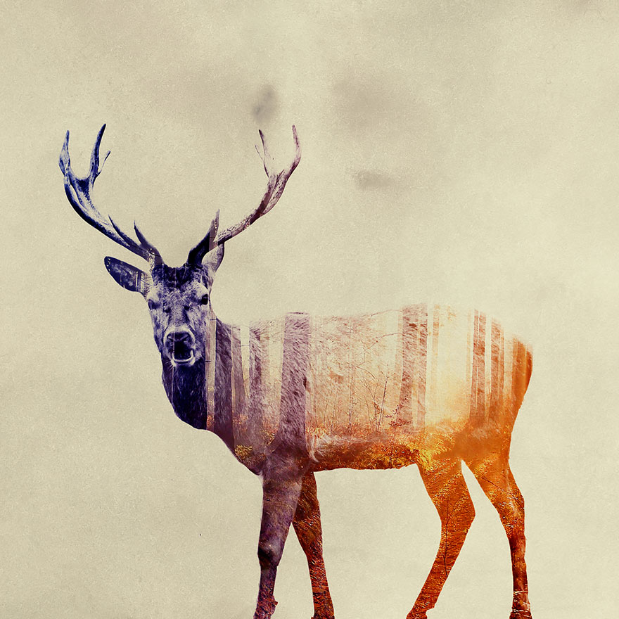 double-exposure-animal-photography-Andreas Lie doble exposicion20