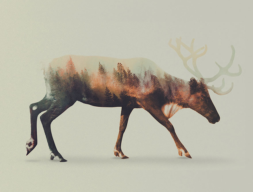 double-exposure-animal-photography-Andreas Lie doble exposicion3