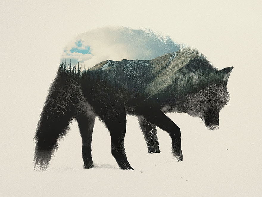 double-exposure-animal-photography-Andreas Lie doble exposicion4