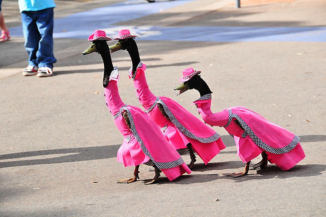 duck pato disfraz desfile1