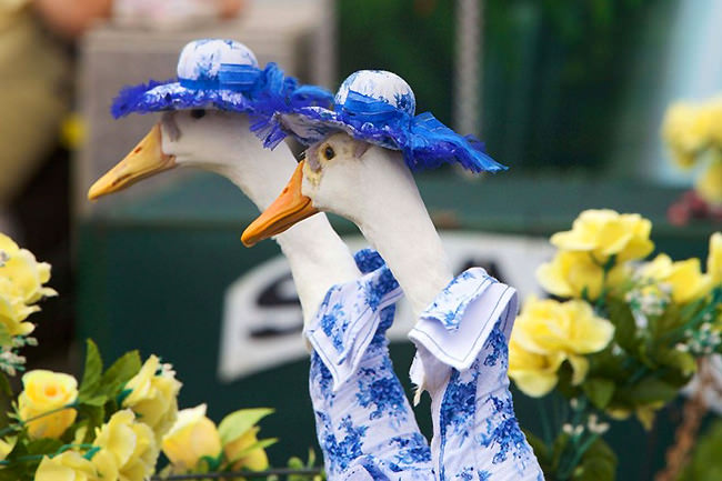 duck pato disfraz desfile2