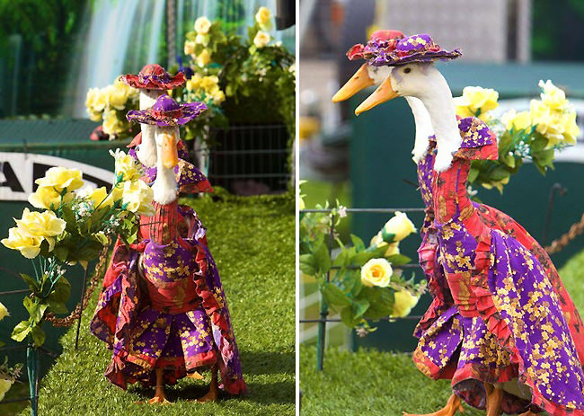 duck pato disfraz desfile5