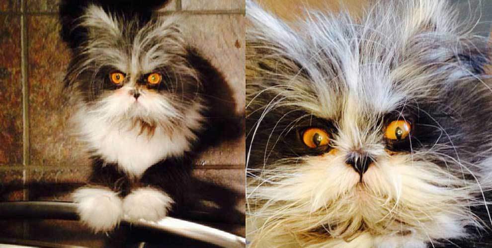 gato loco mad cat