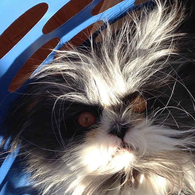 gato loco mad cat10