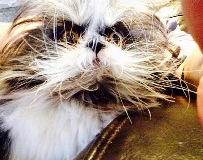 gato loco mad cat2