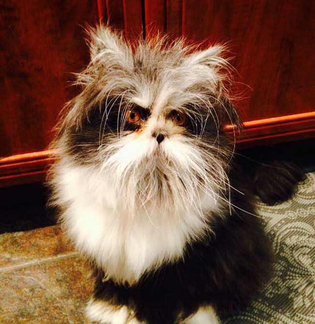 gato loco mad cat5