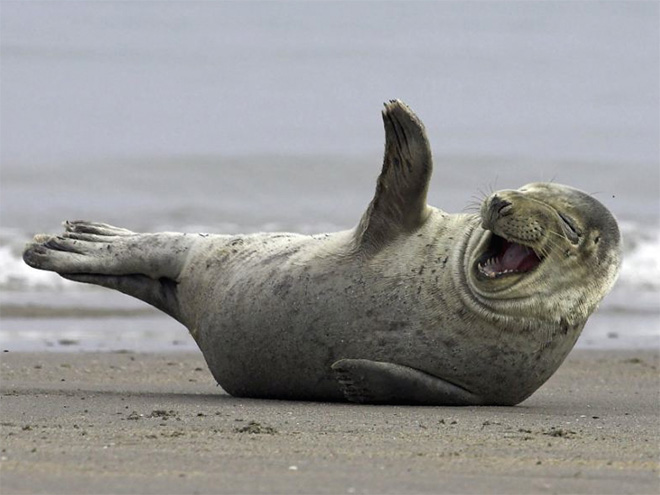 seals focas Cultura Inquieta1