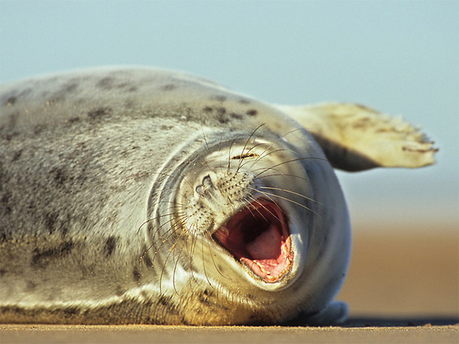 seals focas Cultura Inquieta12