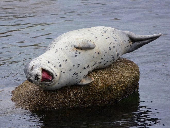 seals focas Cultura Inquieta2