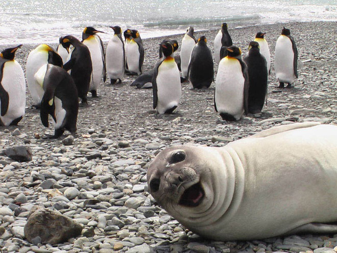 seals focas Cultura Inquieta5