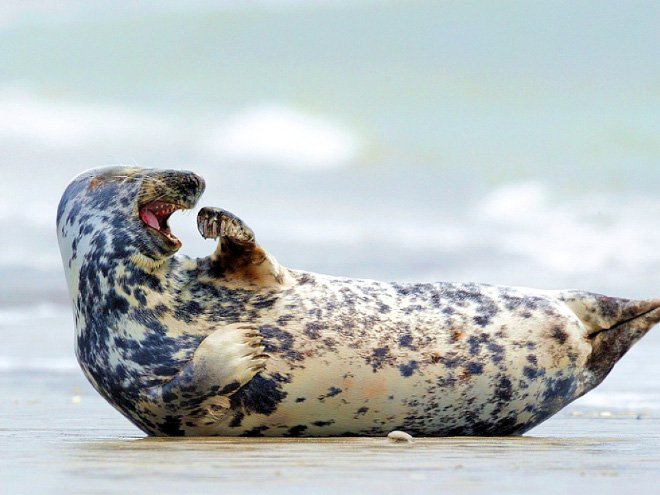seals focas Cultura Inquieta6