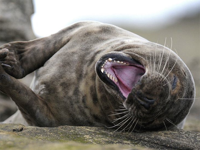 seals focas Cultura Inquieta8