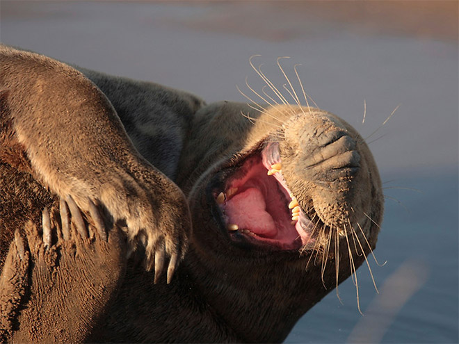 seals focas Cultura Inquieta9