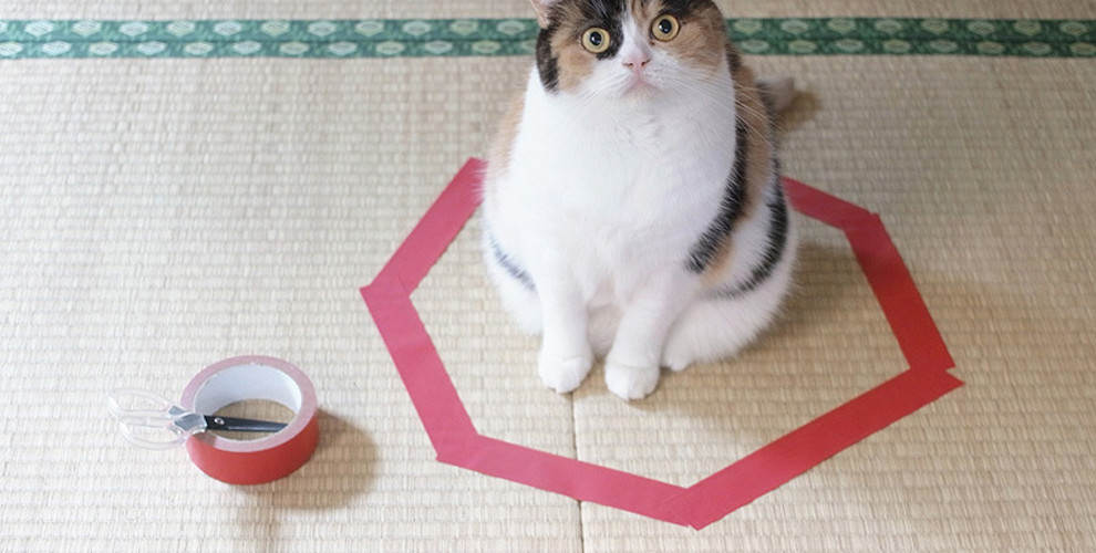 to train cat entrenar gato