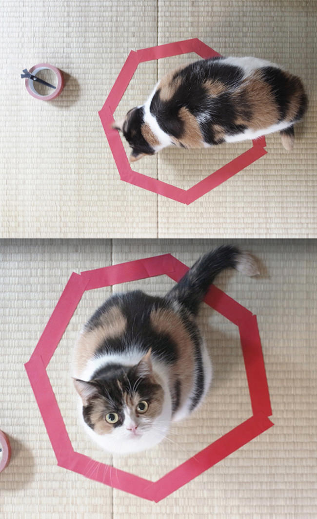 to train cat entrenar gato4