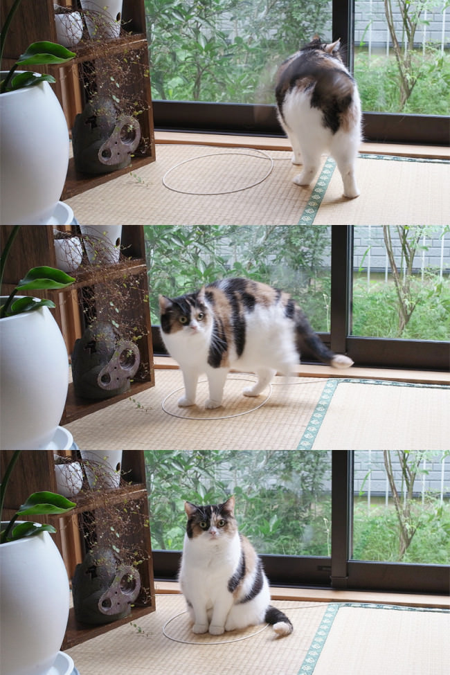 to train cat entrenar gato5