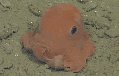 Octopus pulpo Cultura Inquieta2