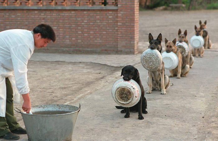 perros policia Cultura Inquieta