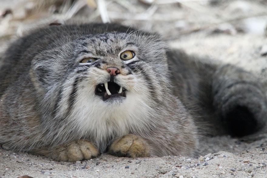 El gato Manul es el más expresivo del mundo