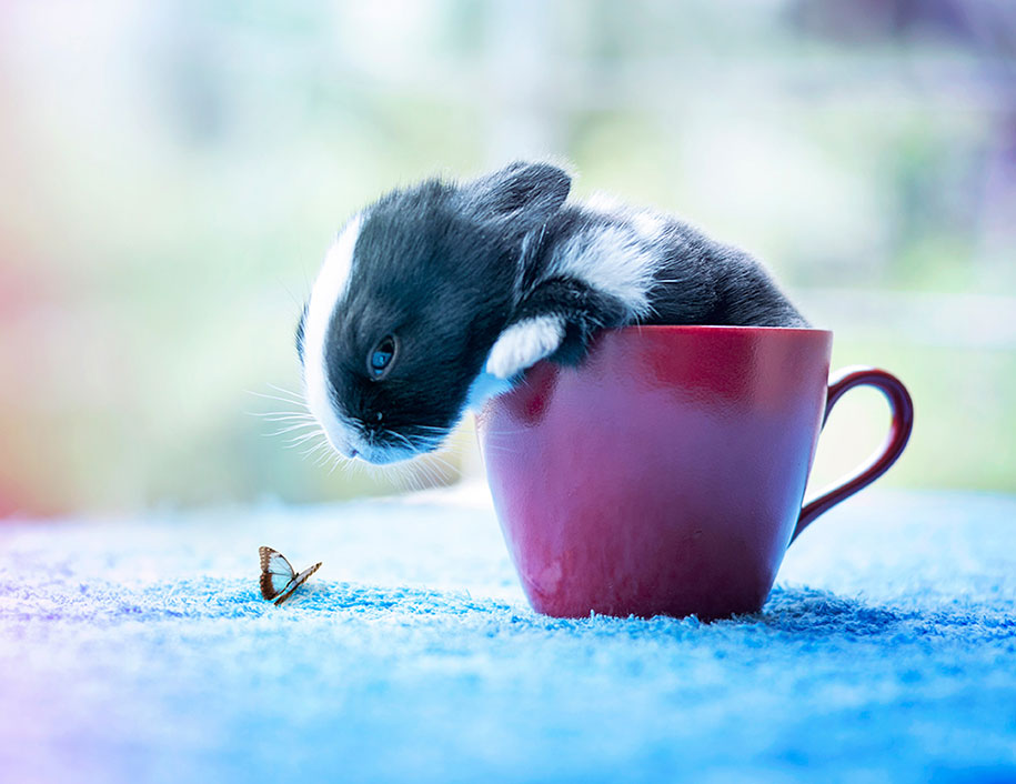 Ashraful Arefin conejito Cultura Inquieta10