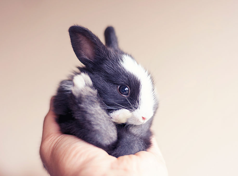 Ashraful Arefin conejito Cultura Inquieta11