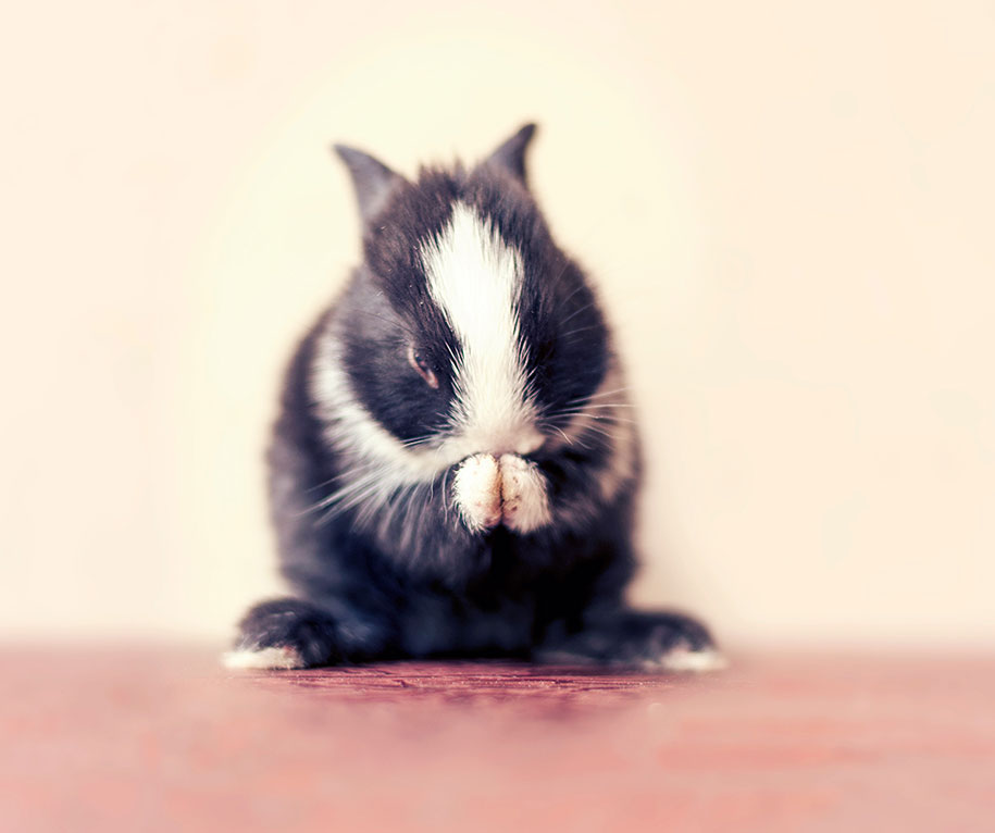 Ashraful Arefin conejito Cultura Inquieta12