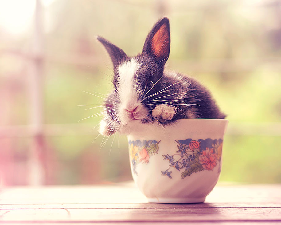 Ashraful Arefin conejito Cultura Inquieta14