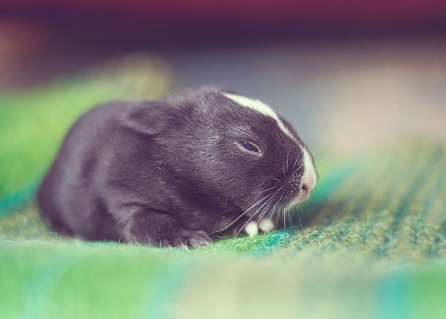 Ashraful Arefin conejito Cultura Inquieta6