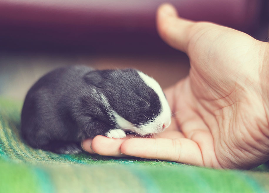 Ashraful Arefin conejito Cultura Inquieta7