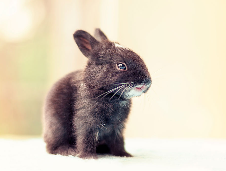 Ashraful Arefin conejito Cultura Inquieta9