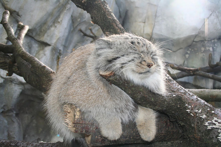 Gatos de Pallas