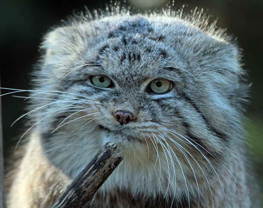 Gato Manul