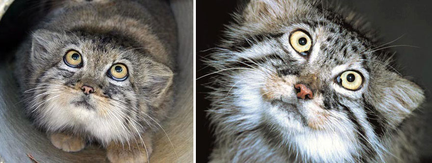 Manul cat gato5