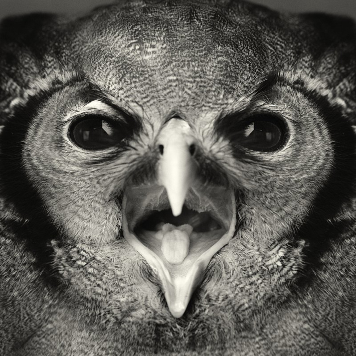 Vincent Legrange Human Animal Cultura Inquieta9