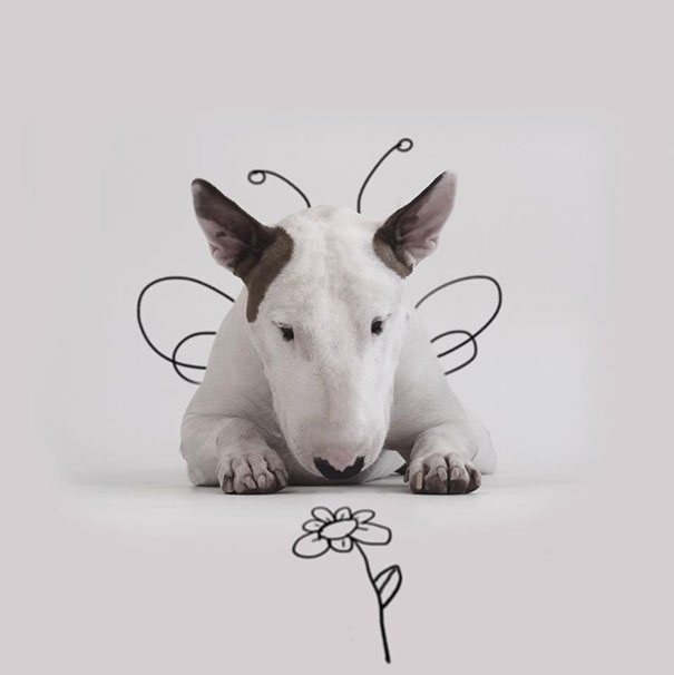 bull terrier ilustraciones humor12
