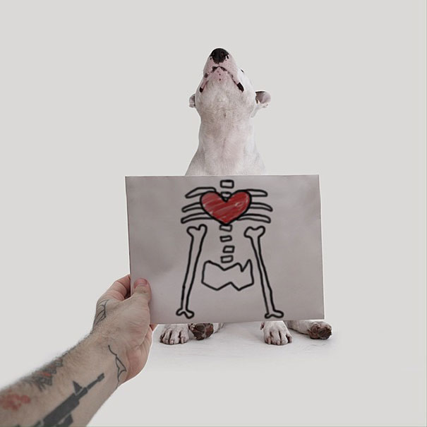 bull terrier ilustraciones humor13